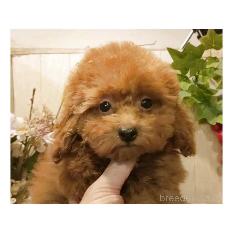 成約済の愛知県のティーカッププードル-409551の14枚目