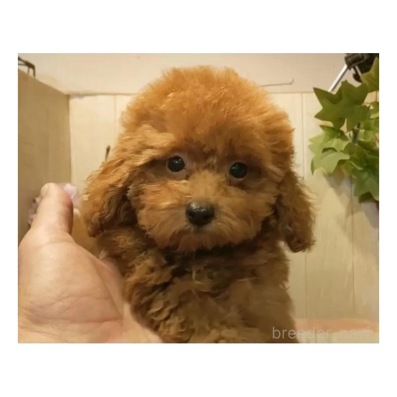 成約済の愛知県のティーカッププードル-409551の13枚目