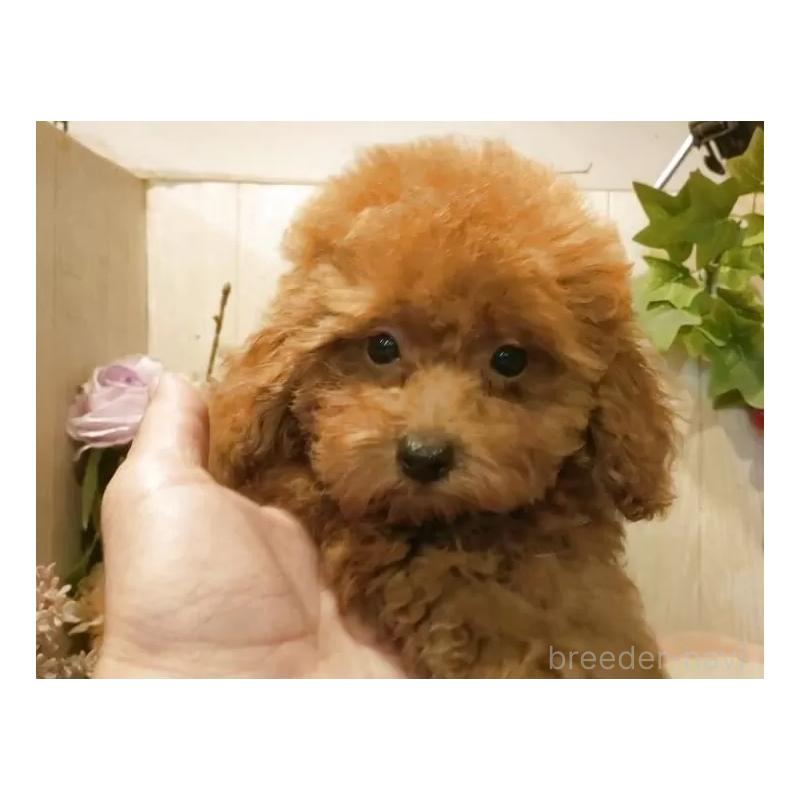 成約済の愛知県のティーカッププードル-409551の12枚目