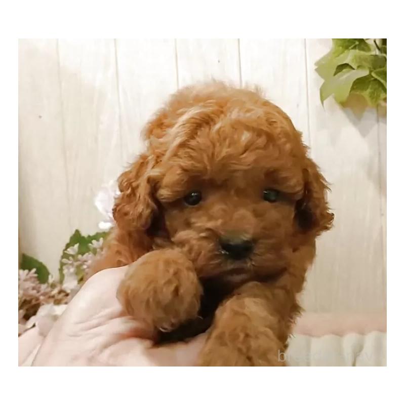 成約済の愛知県のティーカッププードル-409551の11枚目