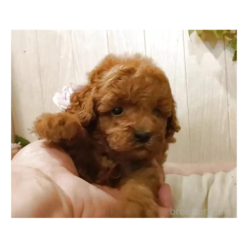 成約済の愛知県のティーカッププードル-409551の10枚目