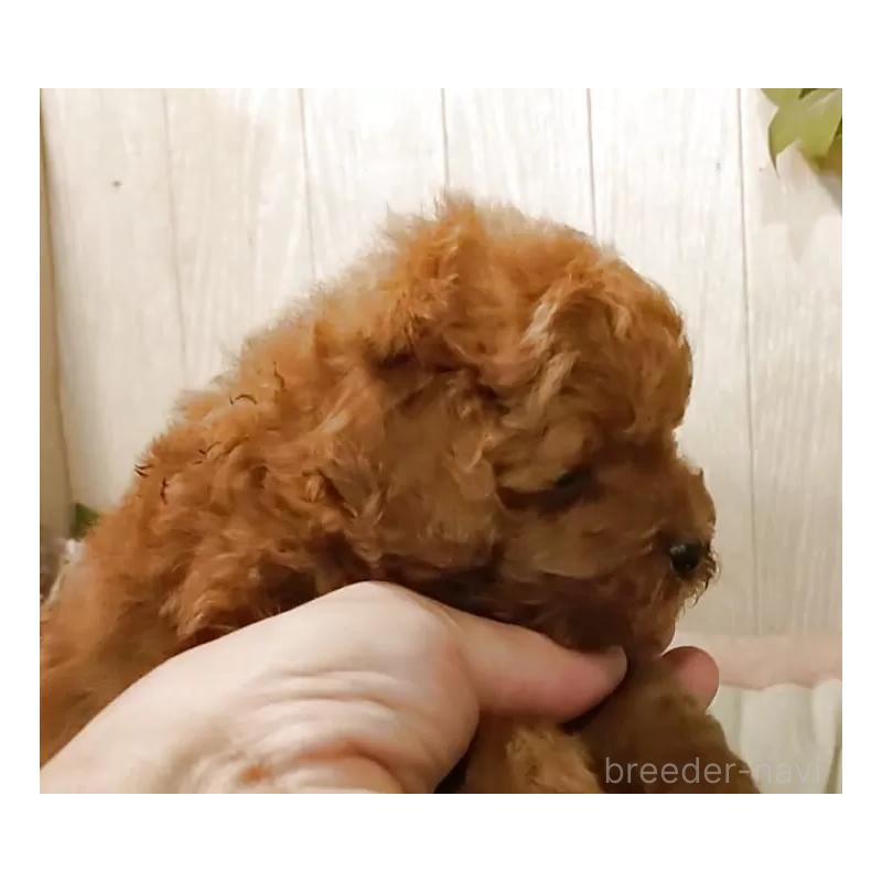 成約済の愛知県のティーカッププードル-409551の9枚目