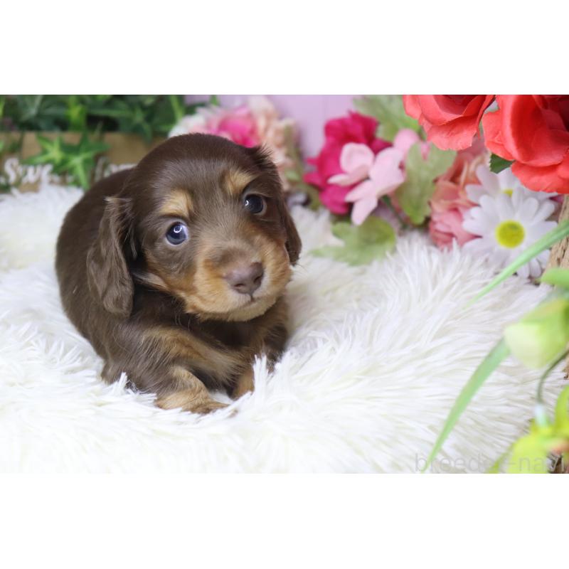 成約済の香川県のミニチュアダックスフンド(ロングヘアード)-420650の6枚目