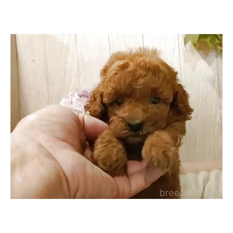 成約済の愛知県のティーカッププードル-409551の8枚目