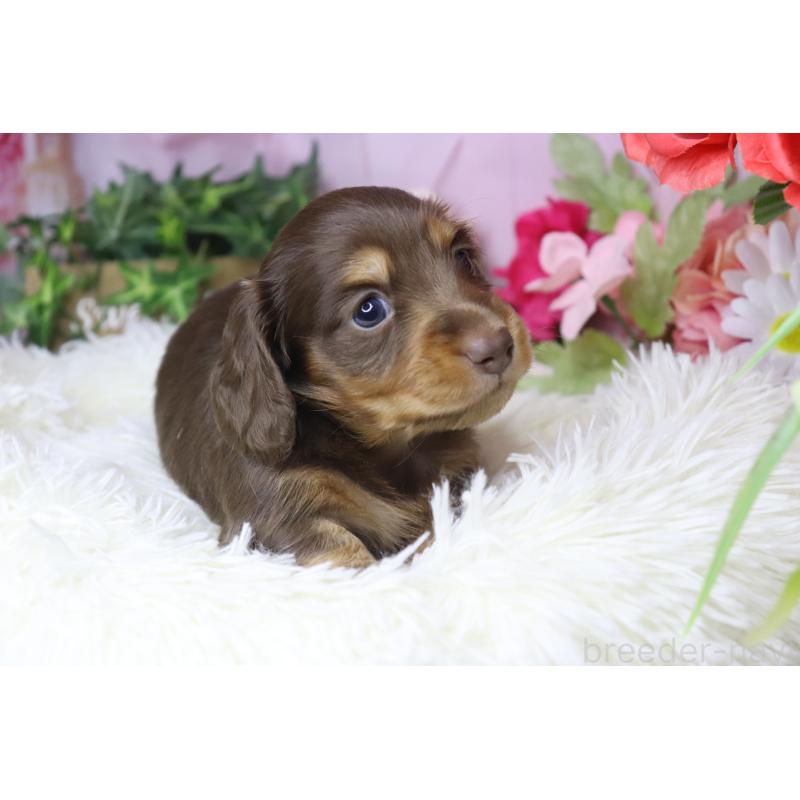 成約済の香川県のミニチュアダックスフンド(ロングヘアード)-420650の5枚目