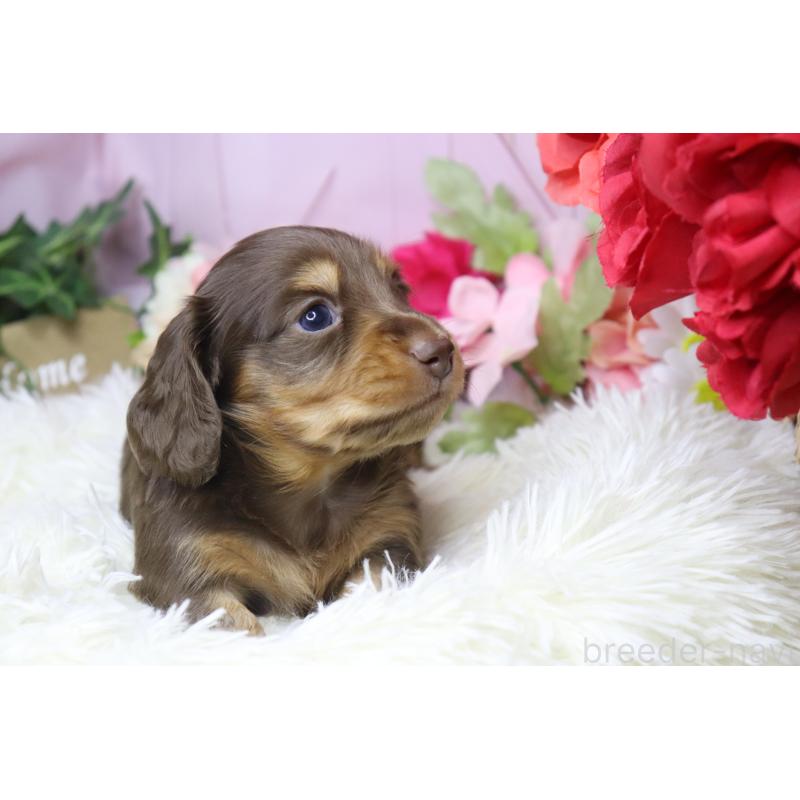 成約済の香川県のミニチュアダックスフンド(ロングヘアード)-420650の4枚目