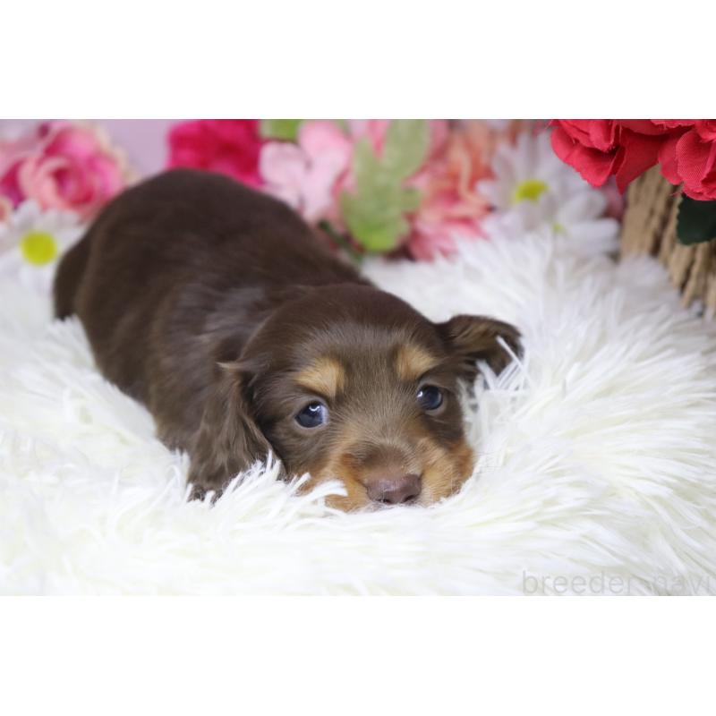 成約済の香川県のミニチュアダックスフンド(ロングヘアード)-420650の3枚目