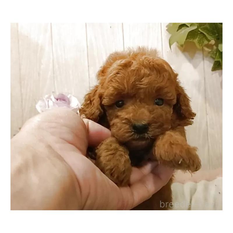 成約済の愛知県のティーカッププードル-409551の7枚目