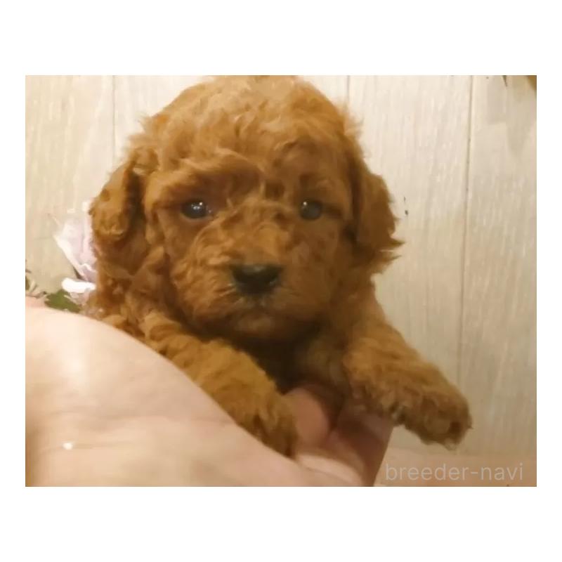 成約済の愛知県のティーカッププードル-409551の6枚目