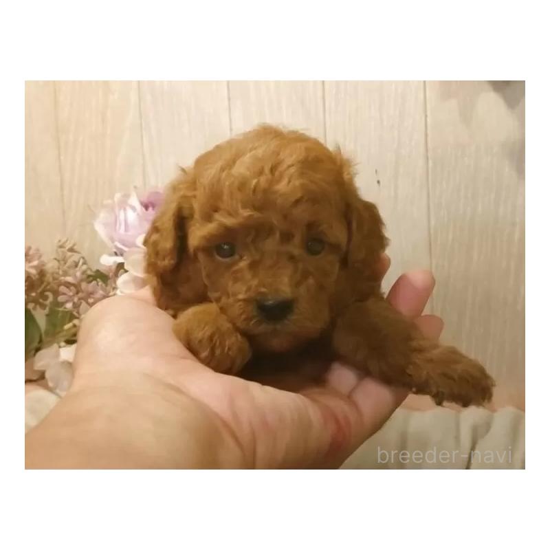 成約済の愛知県のティーカッププードル-409551の5枚目