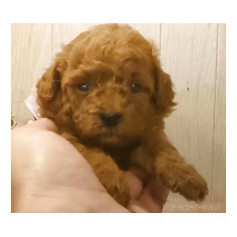 成約済の愛知県のティーカッププードル-409551の4枚目