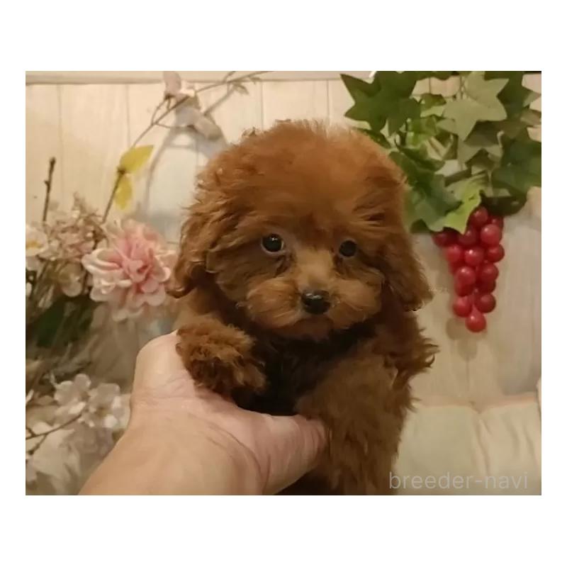 販売中の愛知県のティーカッププードル-409550の16枚目