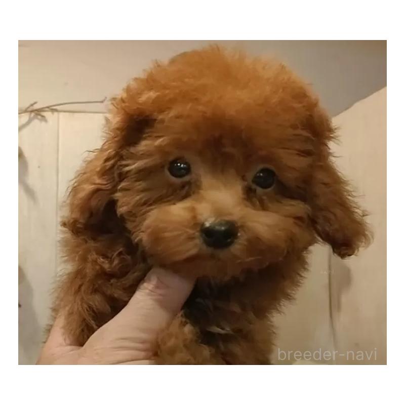 販売中の愛知県のティーカッププードル-409550の14枚目