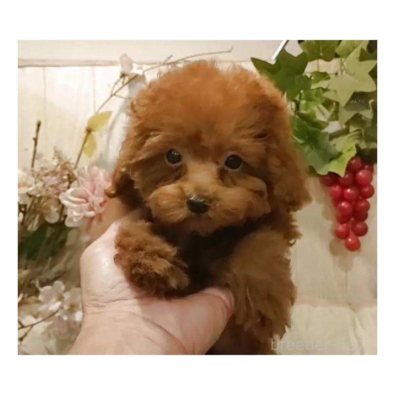 販売中の愛知県のティーカッププードル-409550の13枚目