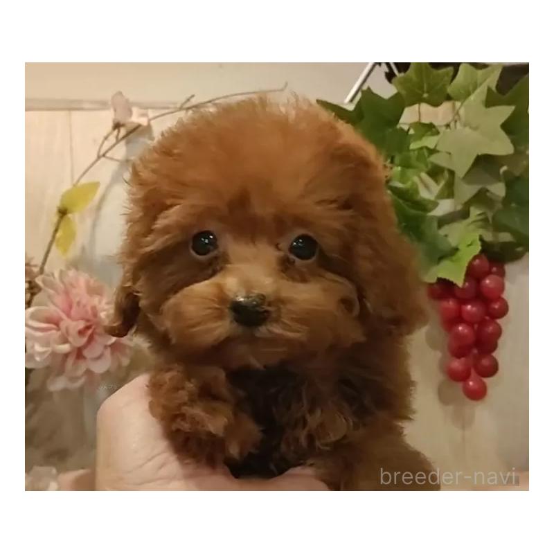 販売中の愛知県のティーカッププードル-409550の11枚目