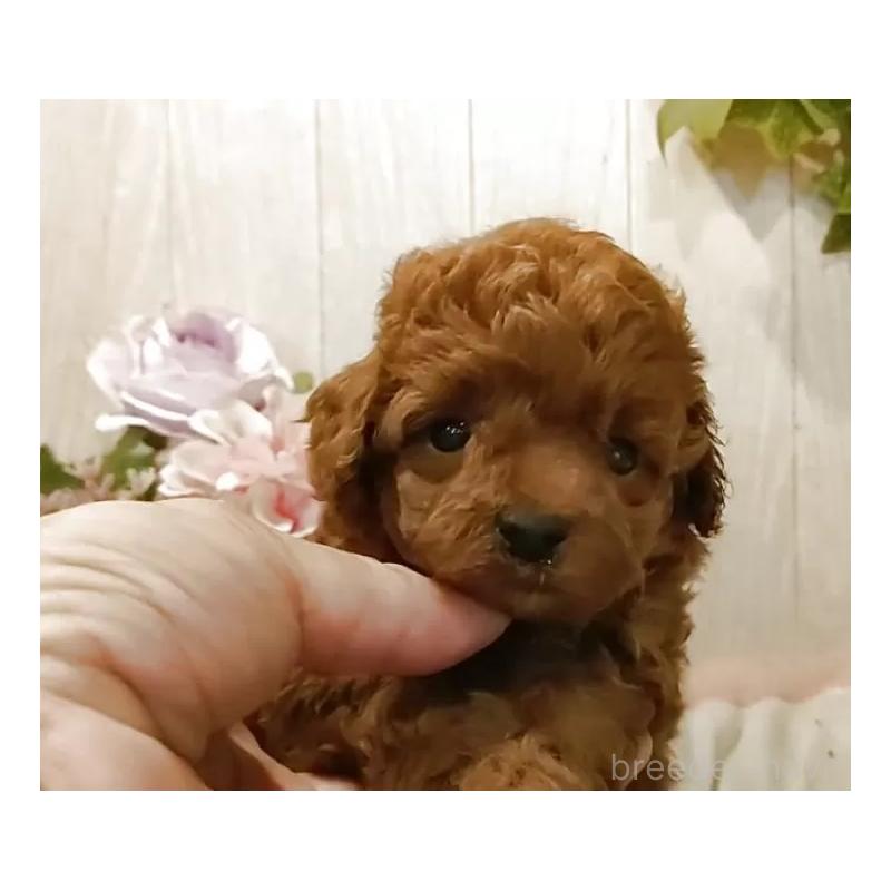 販売中の愛知県のティーカッププードル-409550の10枚目