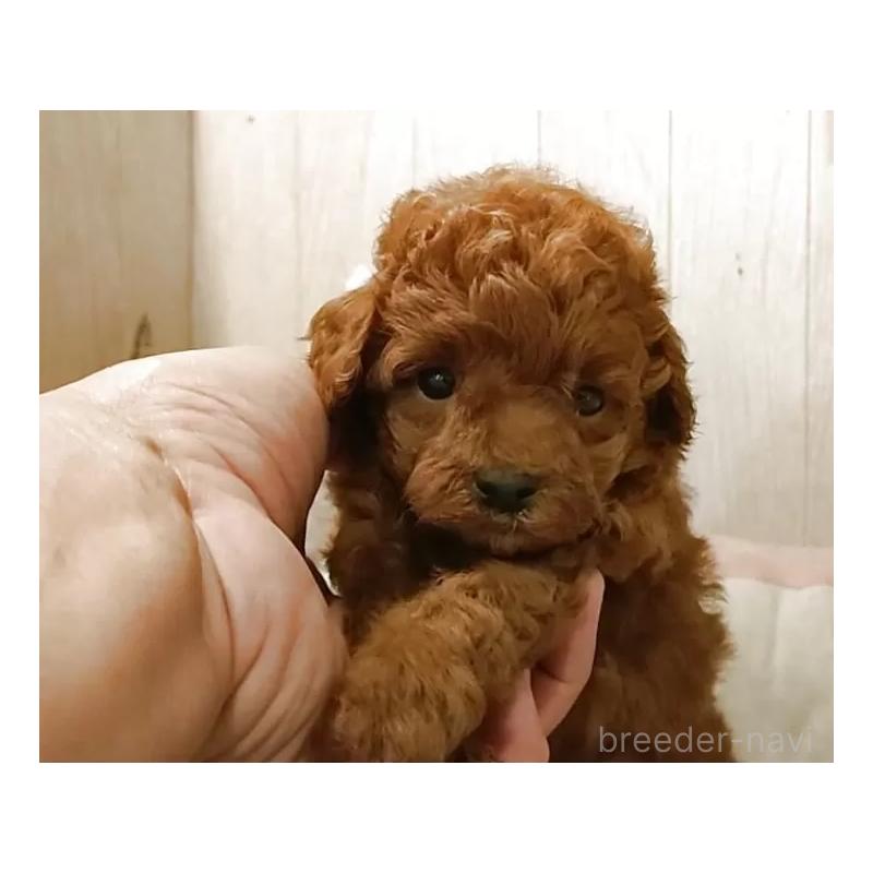 販売中の愛知県のティーカッププードル-409550の9枚目