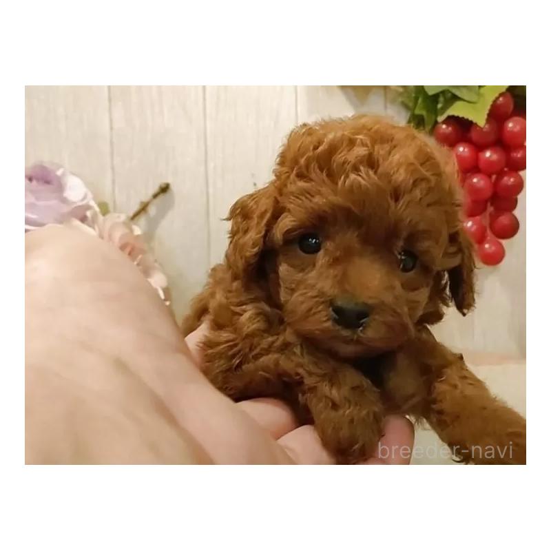 販売中の愛知県のティーカッププードル-409550の8枚目