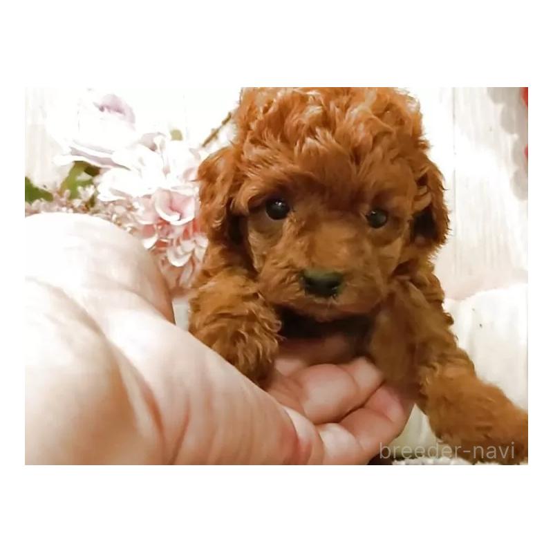 販売中の愛知県のティーカッププードル-409550の7枚目