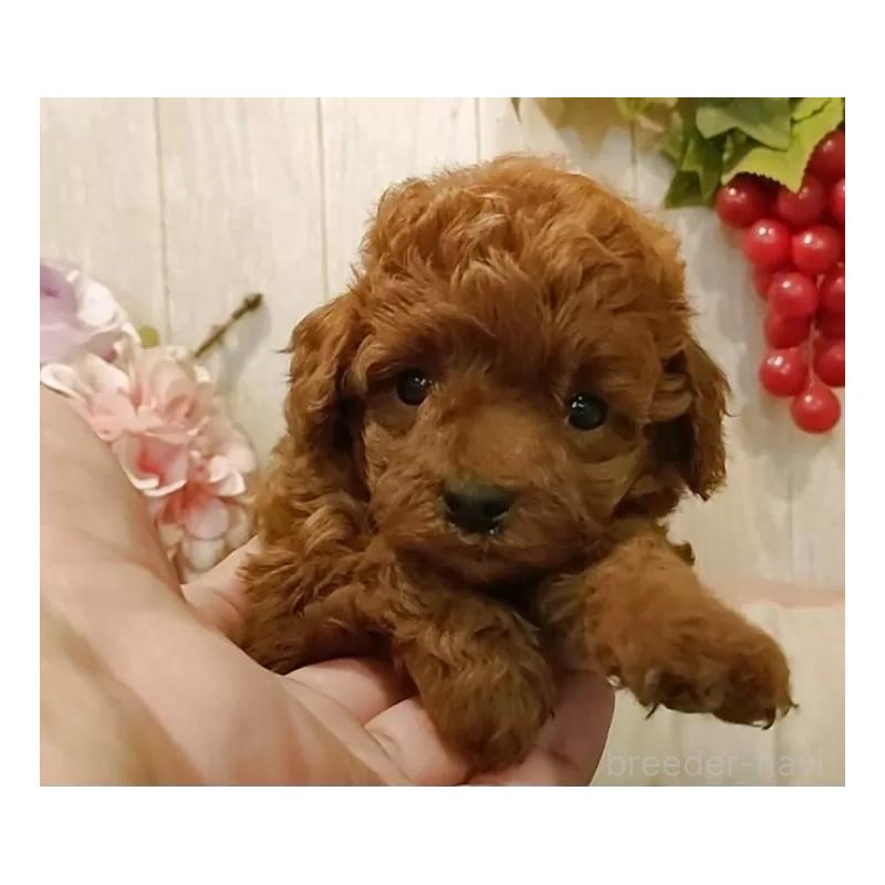 販売中の愛知県のティーカッププードル-409550の6枚目