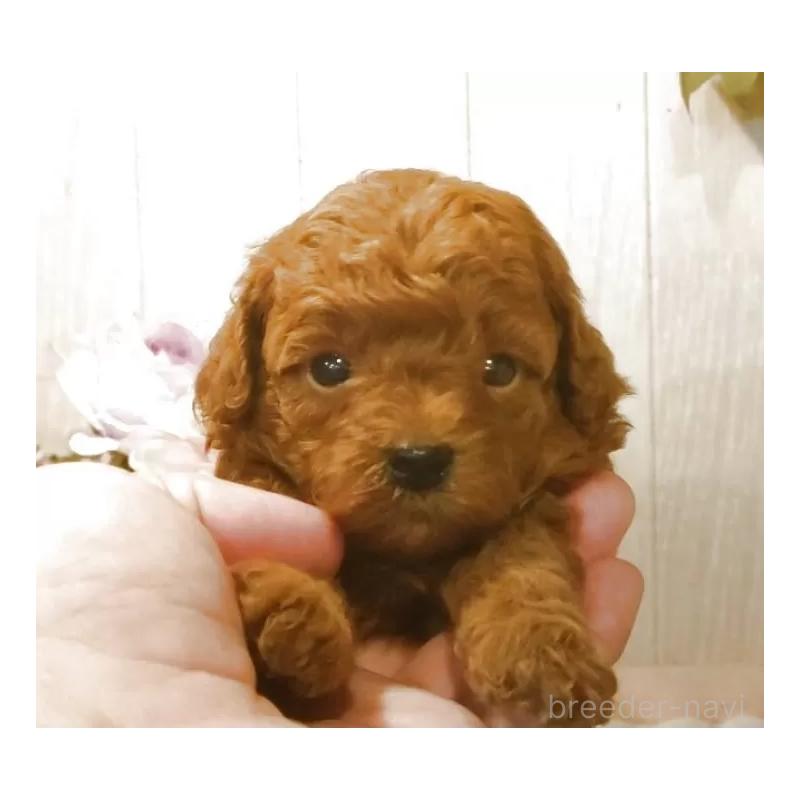 販売中の愛知県のティーカッププードル-409550の5枚目