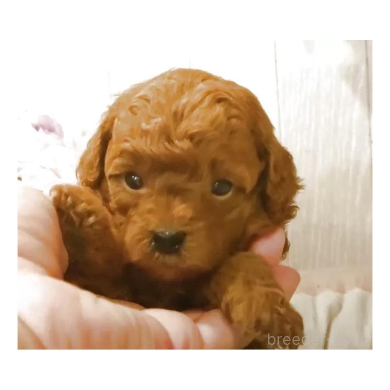 販売中の愛知県のティーカッププードル-409550の4枚目