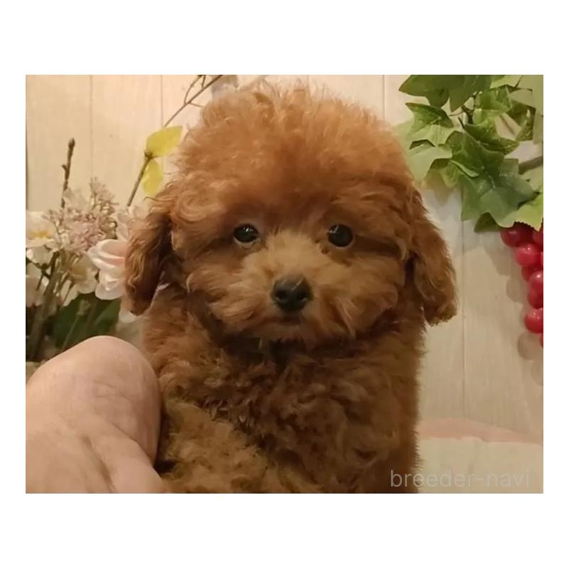 販売中の愛知県のティーカッププードル-409549の16枚目