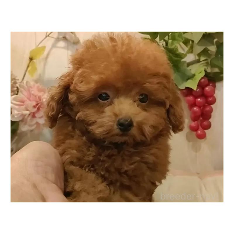 販売中の愛知県のティーカッププードル-409549の15枚目