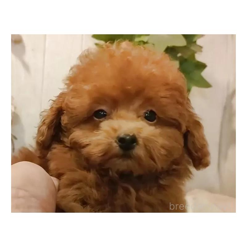 販売中の愛知県のティーカッププードル-409549の14枚目