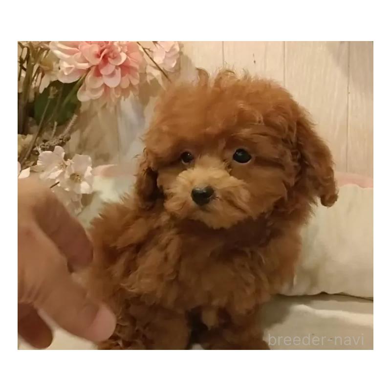 販売中の愛知県のティーカッププードル-409549の13枚目