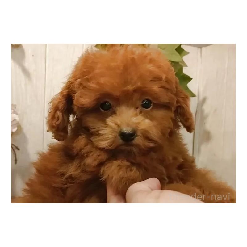 販売中の愛知県のティーカッププードル-409549の12枚目