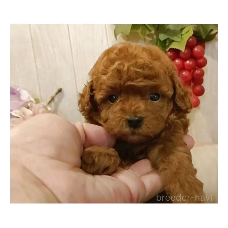 販売中の愛知県のティーカッププードル-409549の11枚目