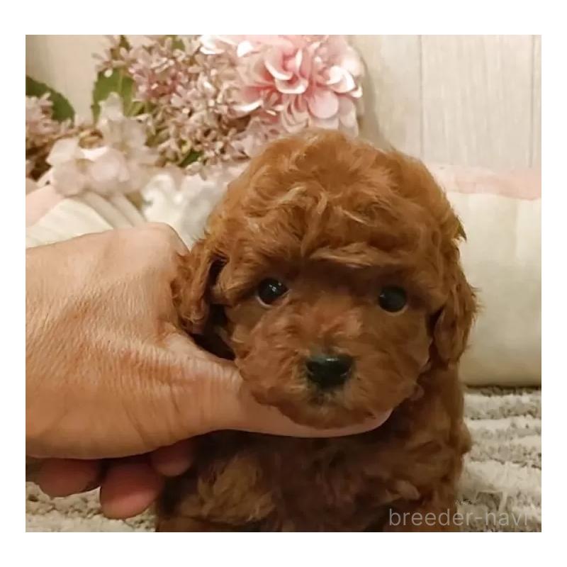 販売中の愛知県のティーカッププードル-409549の10枚目