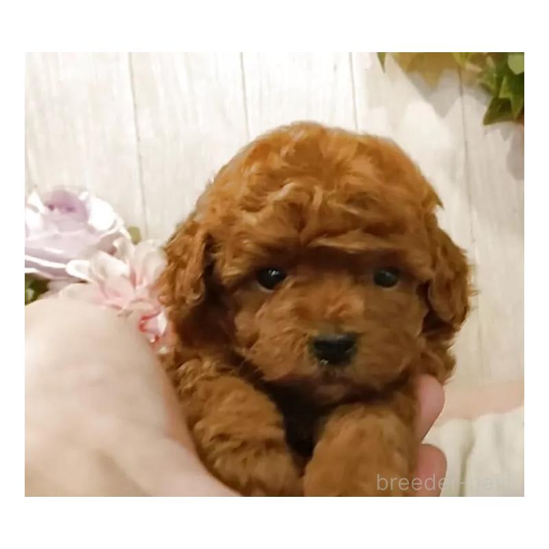 販売中の愛知県のティーカッププードル-409549の9枚目