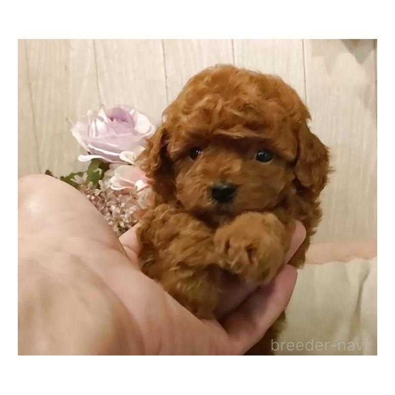 販売中の愛知県のティーカッププードル-409549の8枚目