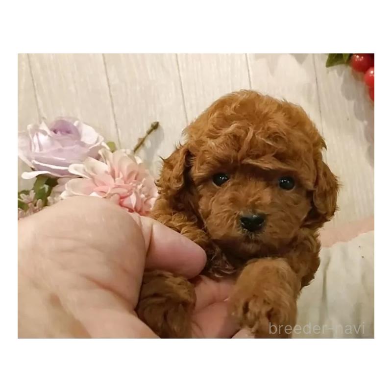 販売中の愛知県のティーカッププードル-409549の7枚目