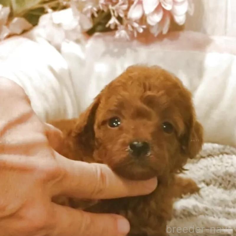 販売中の愛知県のティーカッププードル-409549の6枚目