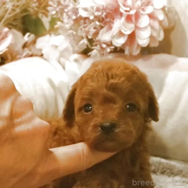 販売中の愛知県のティーカッププードル-409549の5枚目