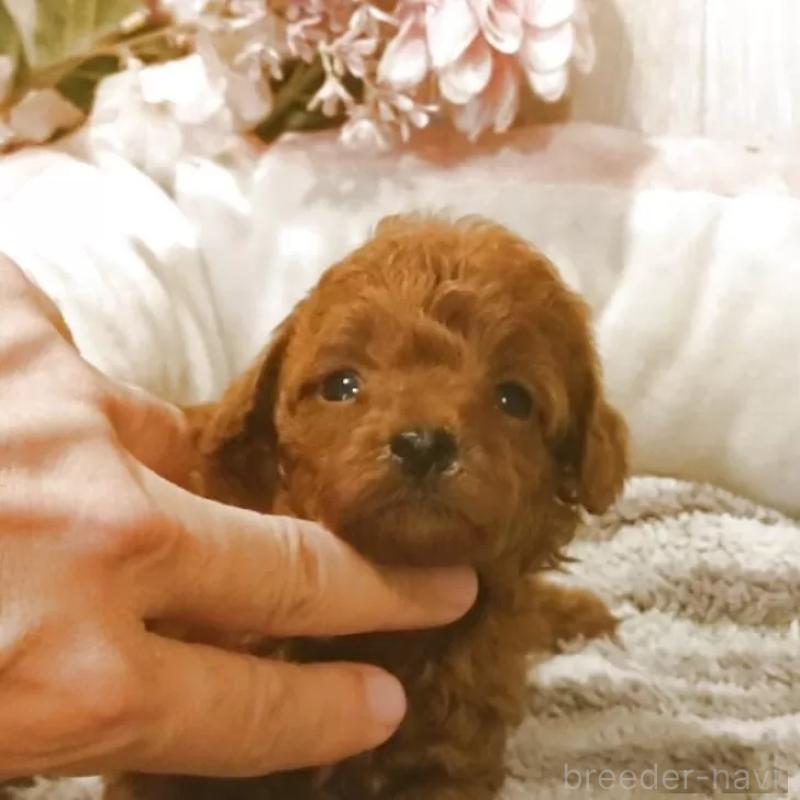 販売中の愛知県のティーカッププードル-409549の4枚目