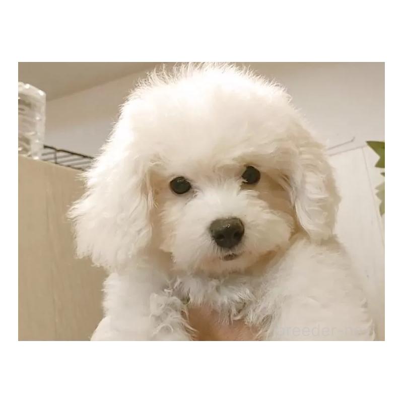 商談中の愛知県のビションフリーゼ-404957の14枚目