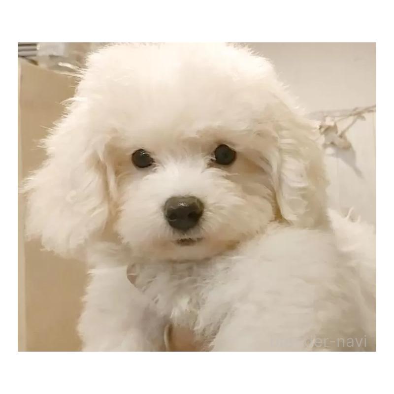 商談中の愛知県のビションフリーゼ-404957の13枚目