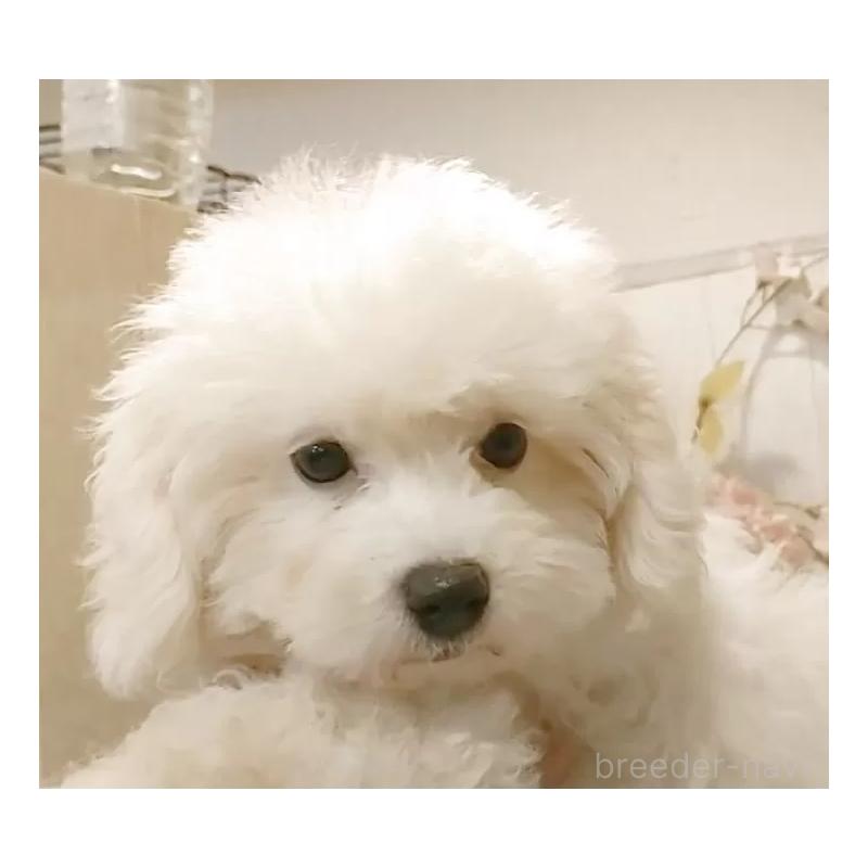 商談中の愛知県のビションフリーゼ-404957の12枚目