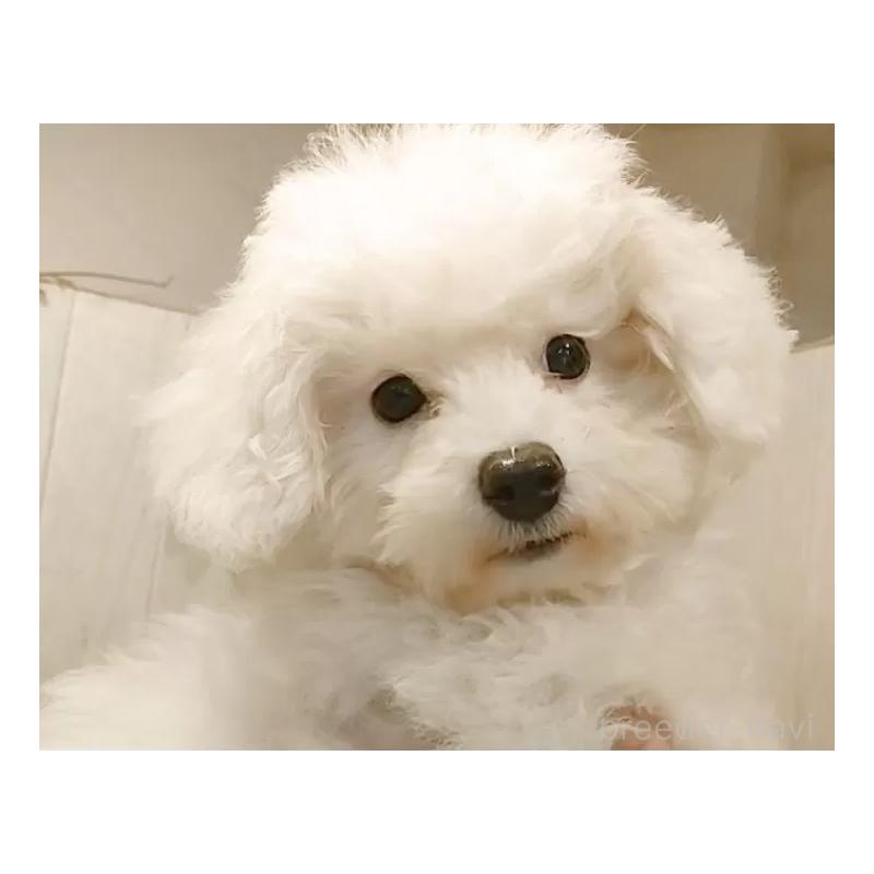 商談中の愛知県のビションフリーゼ-404957の11枚目