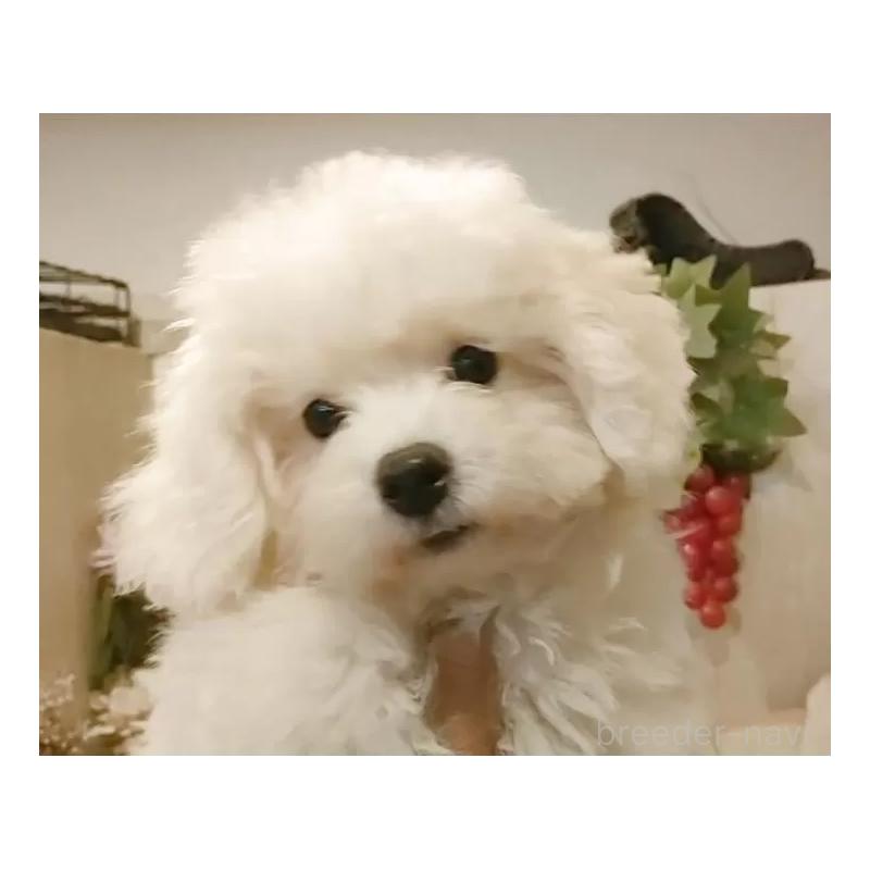 商談中の愛知県のビションフリーゼ-404957の10枚目