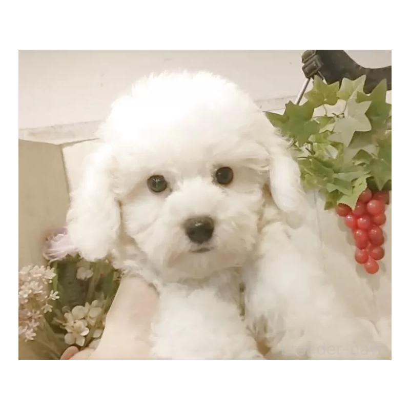 商談中の愛知県のビションフリーゼ-404957の8枚目