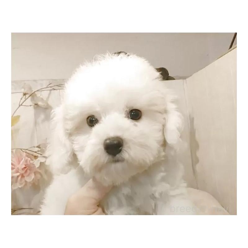 商談中の愛知県のビションフリーゼ-404957の6枚目