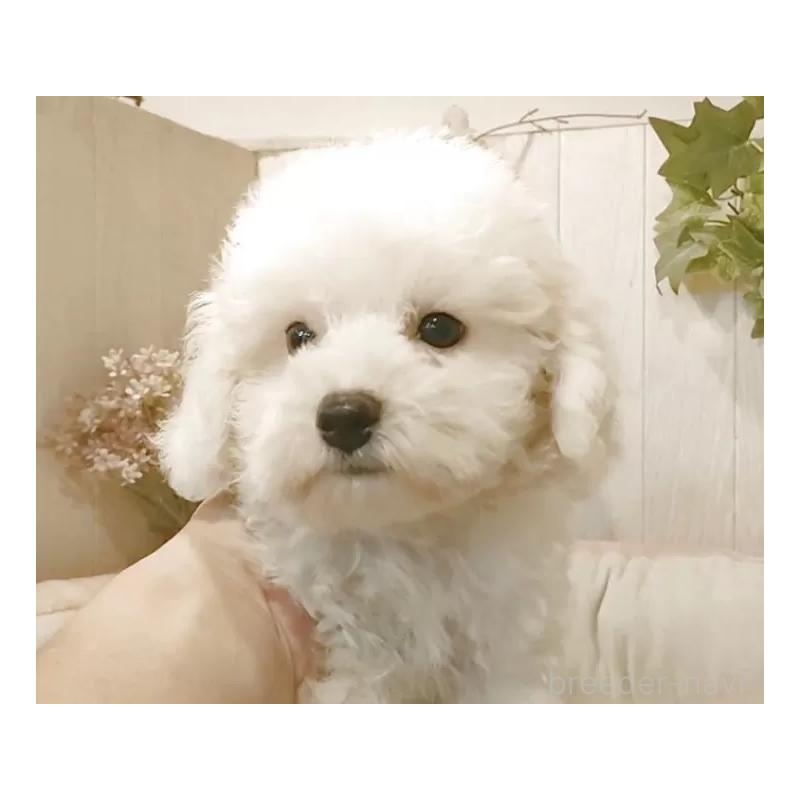 商談中の愛知県のビションフリーゼ-404957の5枚目