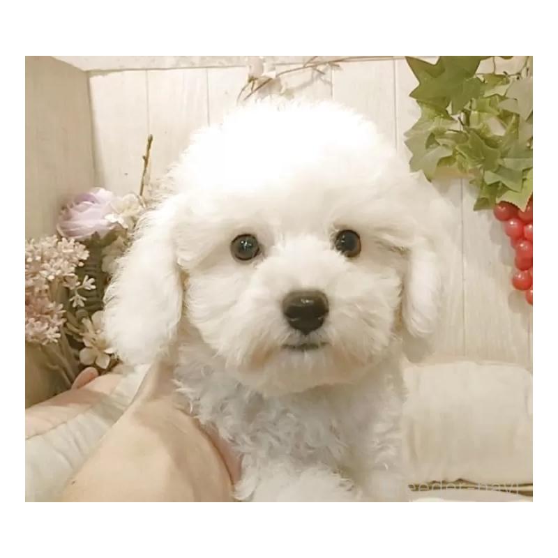 商談中の愛知県のビションフリーゼ-404957の4枚目