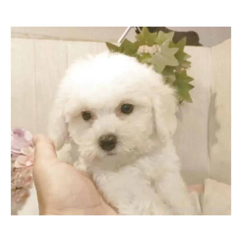 商談中の愛知県のビションフリーゼ-404957の3枚目