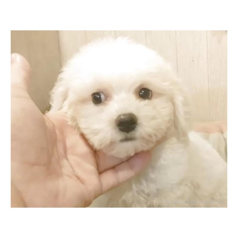 商談中の愛知県のビションフリーゼ-404957の2枚目